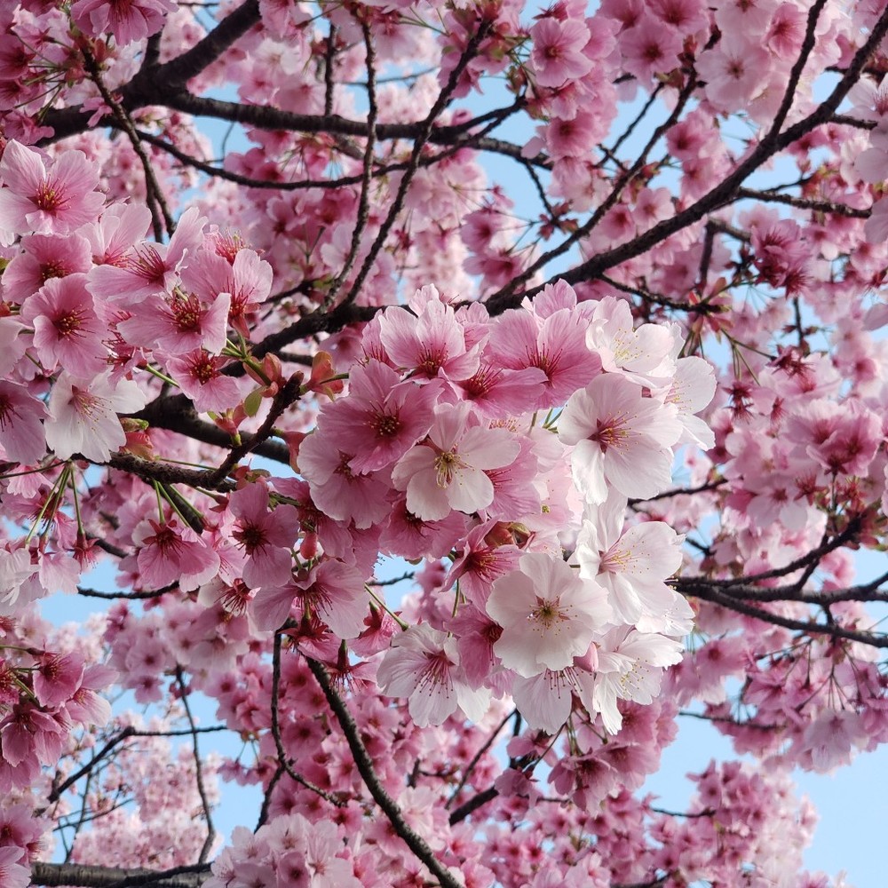 Meet your Posher, Sakura
